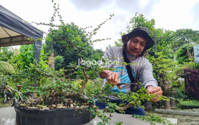 uploads/news/2026/01/seni-merawat-bonsai-dengan-330940c1a7251fd_400.jpeg