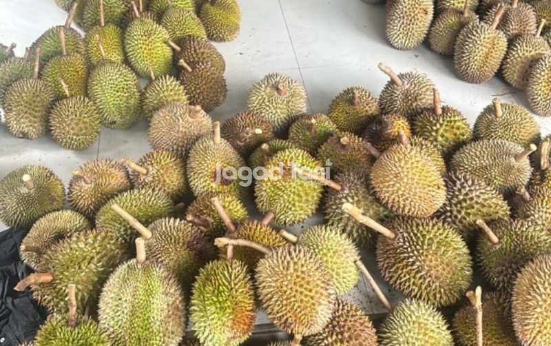 uploads/news/2026/01/si-lokal-yang-banyak-8463063d6325037.jpeg