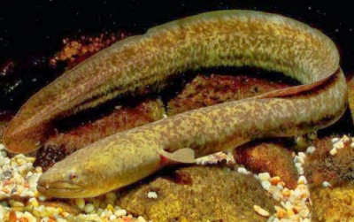 uploads/news/2026/01/sidat-ikan-unik-hidup-2504112035582bf_400.jpg