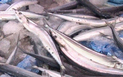 uploads/news/2026/01/tangkapan-ikan-sanma-di-81856d1d4c08c66_400.png