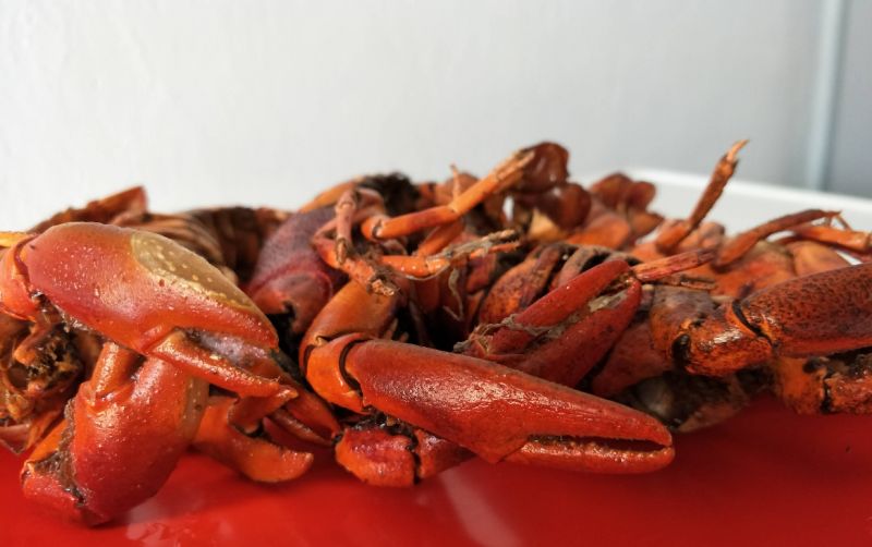 uploads/news/2026/01/udang-selingkuh-daya-tarik-15392bd954ee49e.png