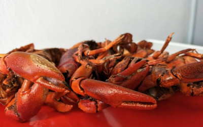 uploads/news/2026/01/udang-selingkuh-daya-tarik-15392bd954ee49e_400.png