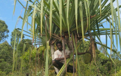 uploads/news/2026/01/woromo-kelapa-hutan-berbentuk-92538f95b14a7e0_400.jpeg