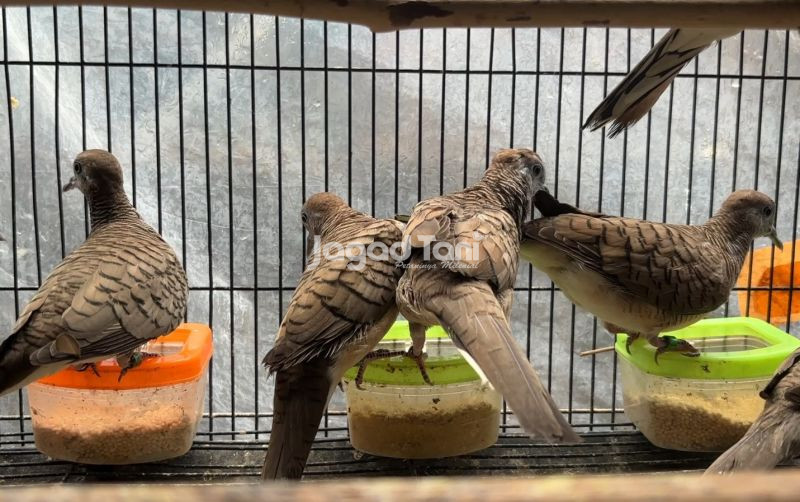 uploads/news/2026/02/ciri-khas-burung-perkutut-64464332412d48c.jpeg