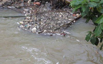 uploads/news/2026/02/diduga-tercemar-pestisida-ikan-27107661e8ad2a2_400.jpeg