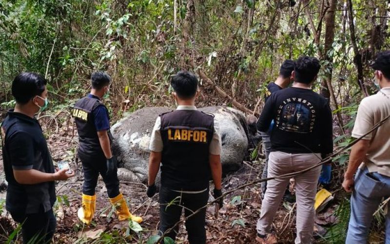 uploads/news/2026/02/gajah-sumatera-ditemukan-tewas-895564d6670b0ec.jpg