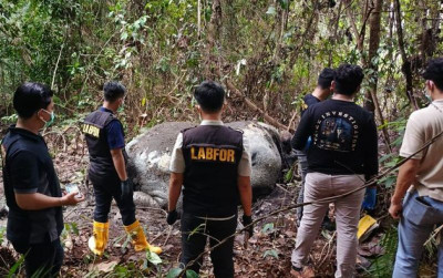 uploads/news/2026/02/gajah-sumatera-ditemukan-tewas-895564d6670b0ec_400.jpg
