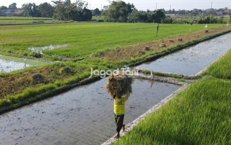 uploads/news/2026/02/gubernur-jateng-larang-alih-682166f08f8a110.jpeg