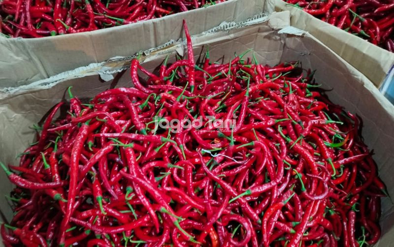 uploads/news/2026/02/harga-cabai-pasar-induk-7852444ae601b5a.jpeg