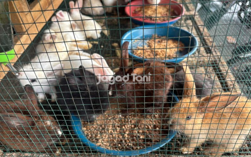 uploads/news/2026/02/harga-kelinci-dan-marmut-2488834c1dc29b0.jpeg