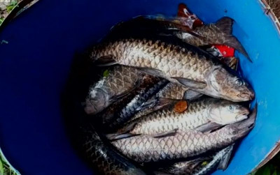 uploads/news/2026/02/ikan-dewa-mati-massal--408277dcca7ff0a_400.png