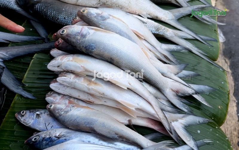 uploads/news/2026/02/ikan-senangin-pangan-bergizi-11977c4d048cb62.jpeg