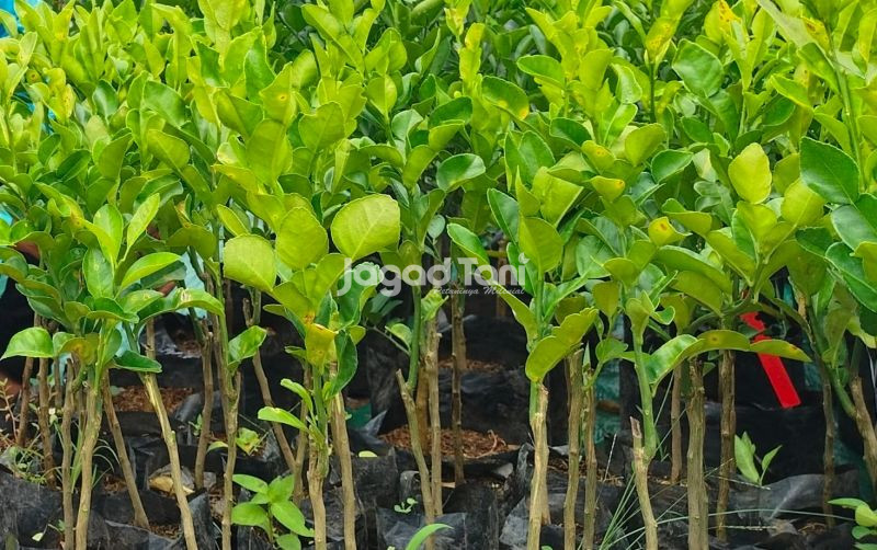 uploads/news/2026/02/jeruk-kip-tanaman-jeruk-587887440533004.jpeg
