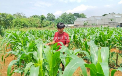 uploads/news/2026/02/jumlah-produksi-jagung-pangan-848101f8b477a80_400.jpeg