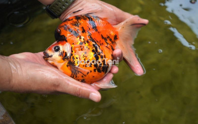 uploads/news/2026/02/kenali-indukan-ikan-mas-4026322e8dc4709_400.jpeg