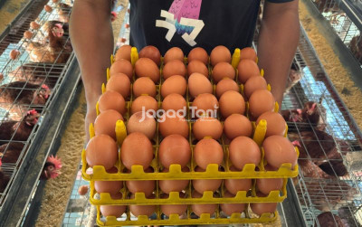 uploads/news/2026/02/kenali-usia-ayam-petelur-19626e06f2088eb_400.jpeg