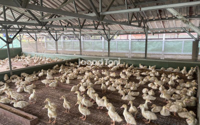 uploads/news/2026/02/ketahui-pangsa-pasar-bebek-3190977f7e80ec5_400.jpeg