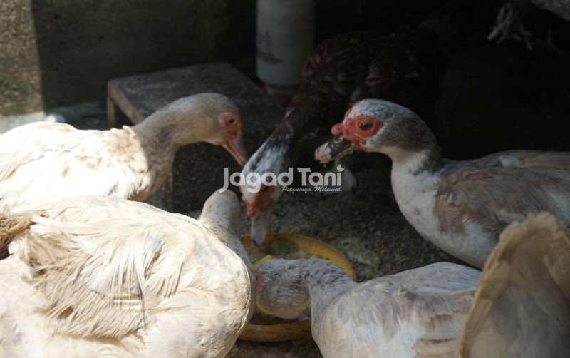 uploads/news/2026/02/mengenal-jenis-entok-mocca-192344f96b547ea.jpeg