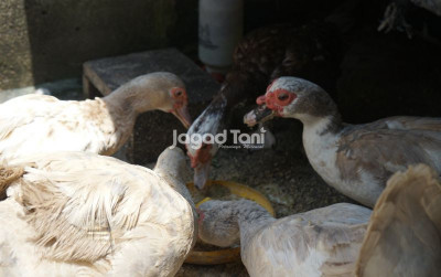 uploads/news/2026/02/mengenal-jenis-entok-mocca-192344f96b547ea_400.jpeg
