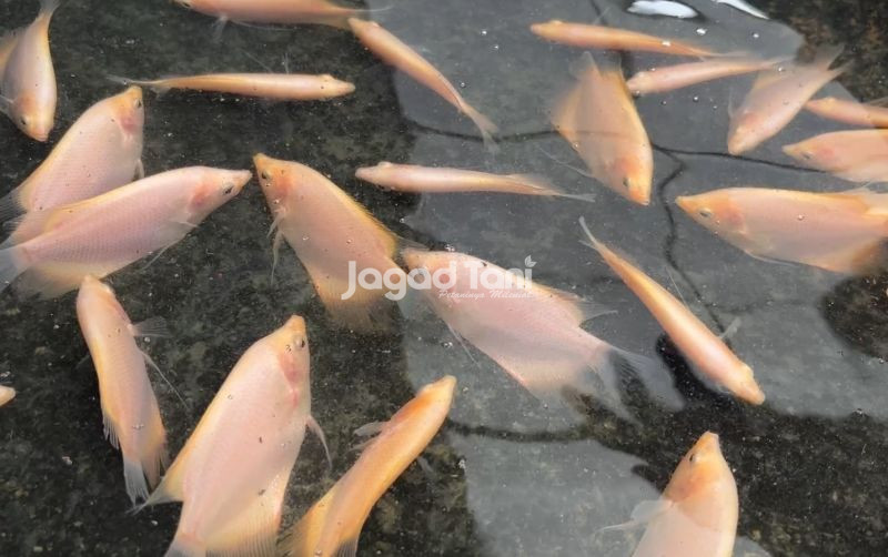 uploads/news/2026/02/menu-masakan-berbuka-dari-243095c398846c7.jpeg