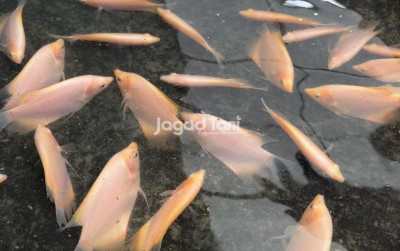 uploads/news/2026/02/menu-masakan-berbuka-dari-243095c398846c7_400.jpeg
