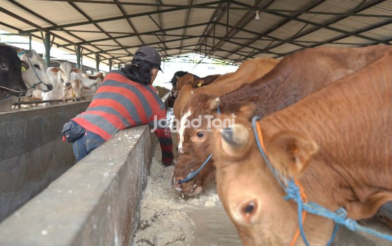 uploads/news/2026/02/pakan-alternatif-sapi-dari-15919ef8583f0c8.jpeg