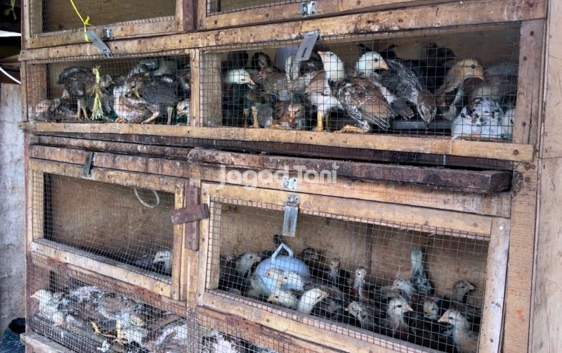 uploads/news/2026/02/pantauan-harga-unggas-di-8209018436afa56.jpeg