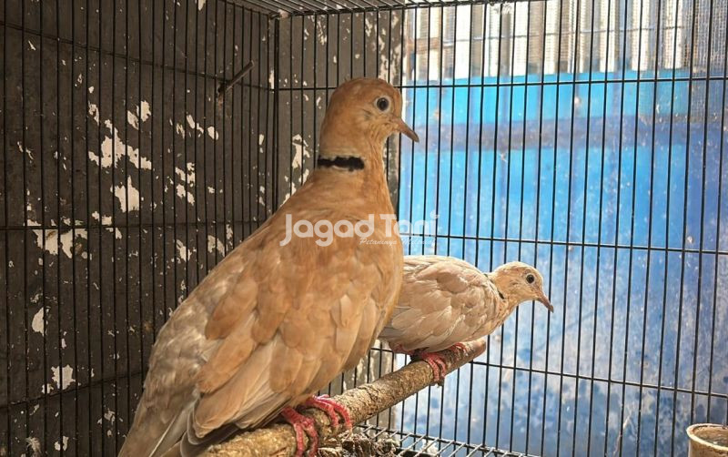 uploads/news/2026/02/perbedaan-burung-puter-lokal-26039f95f9d51cc.jpeg