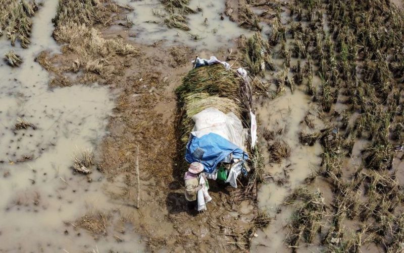 uploads/news/2026/02/petani-ciamis-harus-panen-3232429130881dd.jpeg