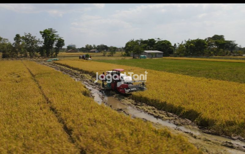uploads/news/2026/02/petani-mojorembun-raup-untung-717546831d85996.jpeg