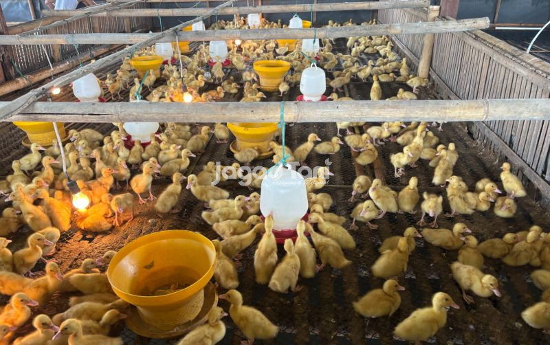 uploads/news/2026/02/pilih-bebek-hibrida-dan-777956b1b254172.jpeg