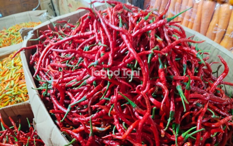 uploads/news/2026/02/produksi-cabai-di-jawa-8281511130cfb15.jpeg