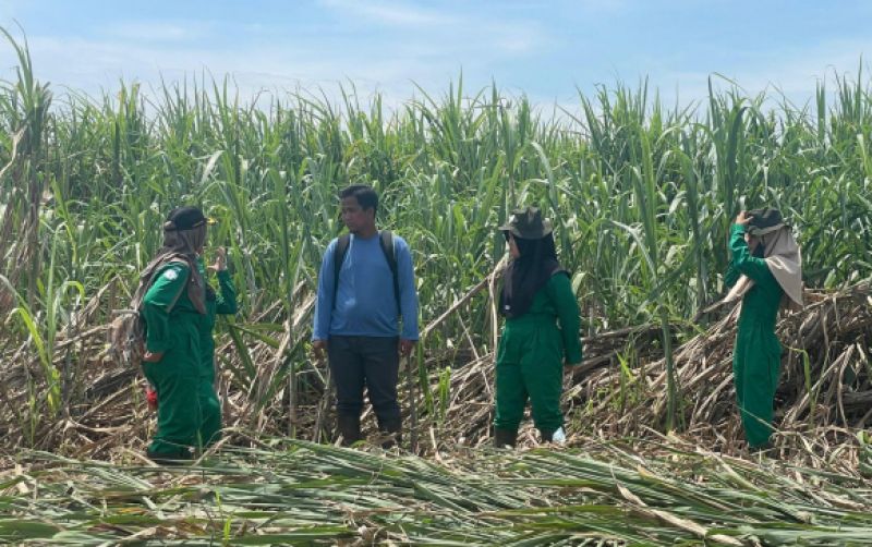 uploads/news/2026/02/produksi-gula-nasional-97-54--98173cfb19024bb.jpeg