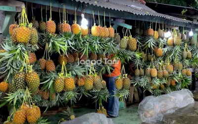 uploads/news/2026/02/produksi-nanas-indonesia-melimpah--6991461a189cf02_400.jpg