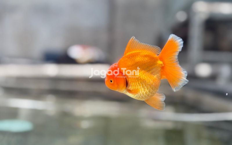 uploads/news/2026/02/rahasia-ikan-mas-koki-41606b0d2522eed.jpeg