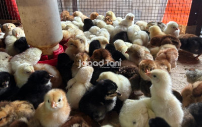 uploads/news/2026/02/segini-harga-anakan-ayam-1738808a6b87a9d_400.jpeg