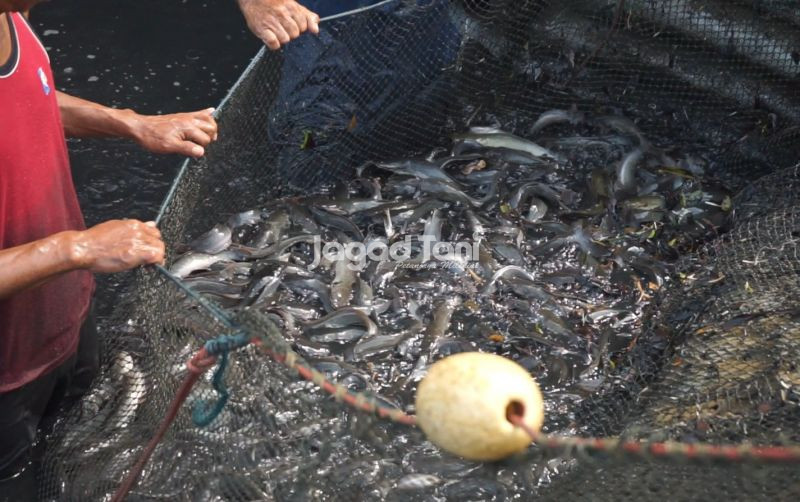 uploads/news/2026/02/selama-ramadan-mutu-ikan-1505501186c45e2.jpeg
