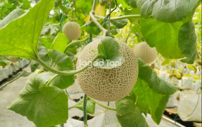 uploads/news/2026/02/tujuh-minuman-yang-berbahan-49451d5d798125d_400.jpeg