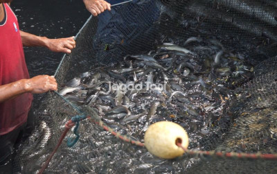 uploads/news/2026/03/5-oleh-oleh-berbahan-ikan-65820cbb2b7b3b6_400.jpeg
