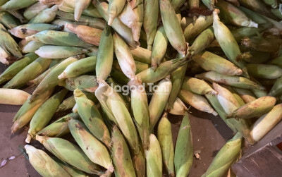 uploads/news/2026/03/benih-jagung-gratis-untuk-1132444b13d3d40_400.jpg