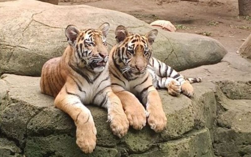 uploads/news/2026/03/dua-anak-harimau-benggala-619605fe45c55ee.png