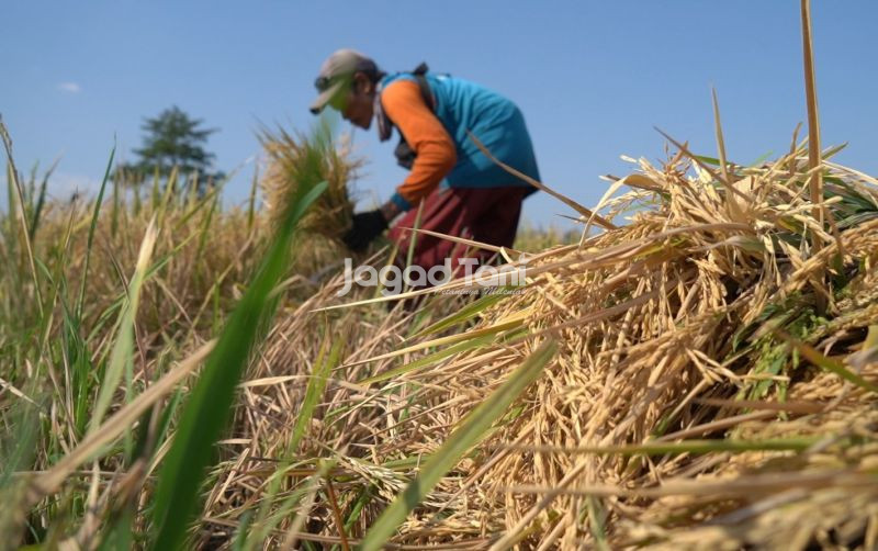 uploads/news/2026/03/hadapi-kemarau-petani-bisa-9632807547c0174.jpeg