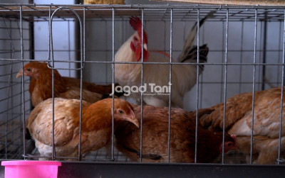 uploads/news/2026/03/pantauan-harga-unggas-pasar-56146e93aa69f23_400.jpeg
