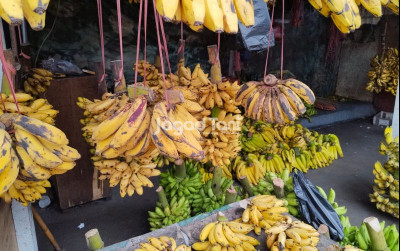 uploads/news/2026/03/pisang-kepok-sumatra-utara-41668ed7aff8d35_400.jpeg