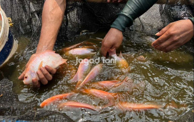 uploads/news/2026/03/produksi-ikan-tangkap-yogyakarta-9982355d93944b6_400.jpeg