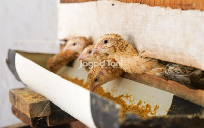 uploads/news/2026/03/sejumlah-pakan-ternak-alami-233096a1f01563f_400.jpeg