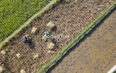 uploads/news/2026/03/serapan-gabah-banyumas-raya-73084f481f3c9e9_400.jpeg
