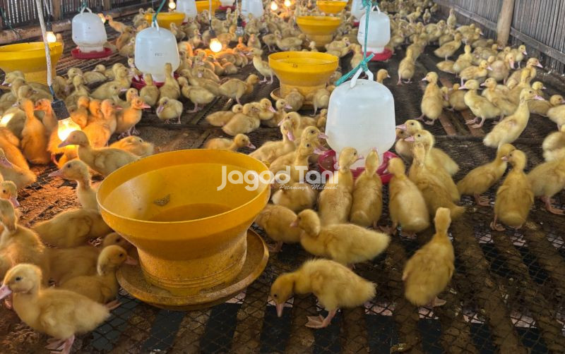 uploads/news/2026/03/tiga-protokol-baku-untuk-8906942c1b1c724.jpeg