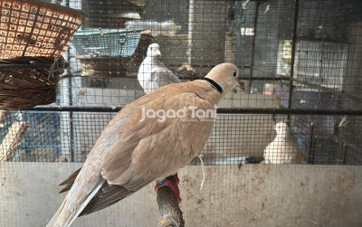 uploads/news/2026/03/tips-memilih-puter-pelung-7833262345828e0_400.jpeg