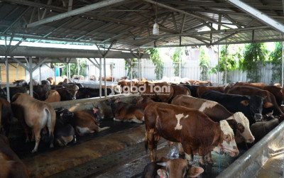 uploads/news/2026/03/waspadai-penyakit-lato-lato-pada-551752b6c77c65d_400.jpeg